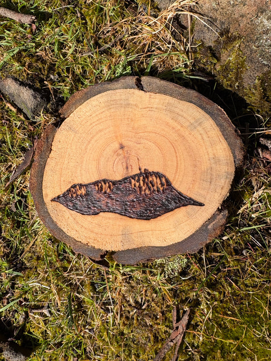 Made by Millie kunanyi/ Mt Wellington coaster