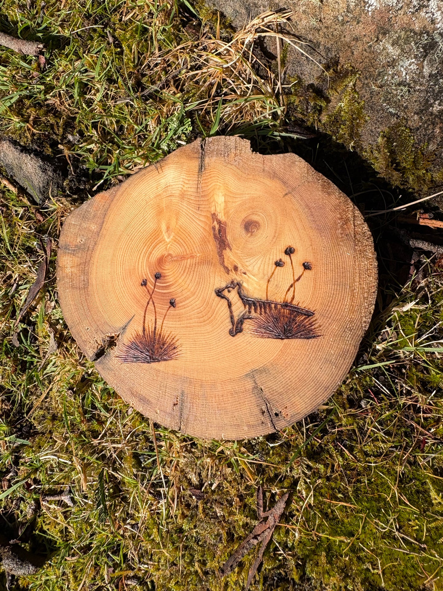 Made by Millie thylacine coaster